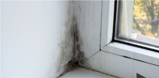 4 Signs That You Need Mold Removal Services