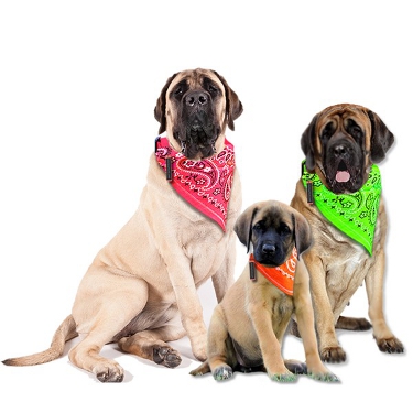 Dog Bandanas