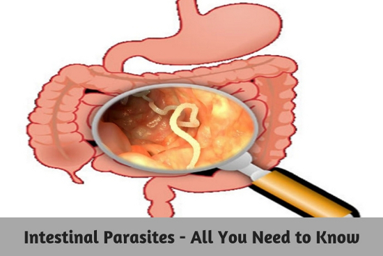 Intestinal Parasites - All You Need to Know