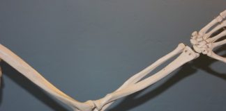 Fun Facts About Bones and Joints