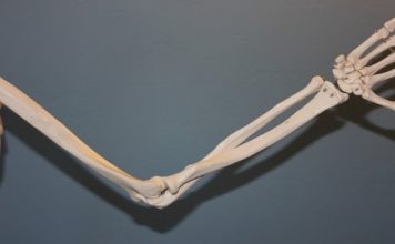 Fun Facts About Bones and Joints