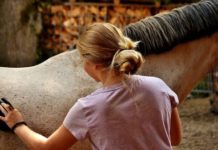 Pet Horse Training – You Know Some Points