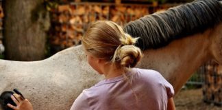 Pet Horse Training – You Know Some Points