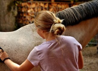 Pet Horse Training – You Know Some Points