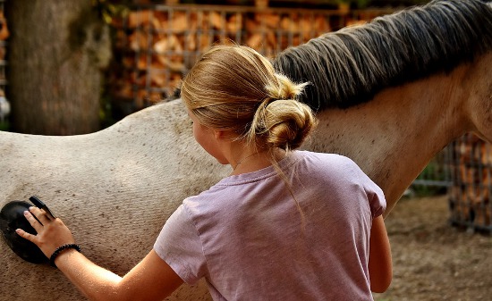 Pet Horse Training – You Know Some Points