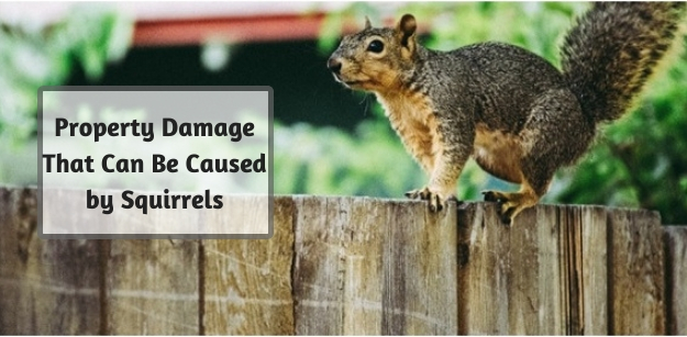 Property Damage That Can Be Caused by Squirrels