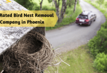 Top Rated Bird Nest Removal Company in Phoenix