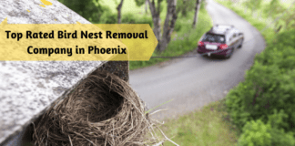 Top Rated Bird Nest Removal Company in Phoenix