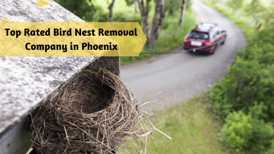Top Rated Bird Nest Removal Company in Phoenix