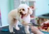 5 Reasons Why You Need To Hire A Dog Grooming Professional