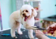 5 Reasons Why You Need To Hire A Dog Grooming Professional