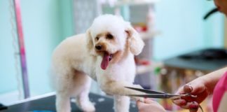 5 Reasons Why You Need To Hire A Dog Grooming Professional