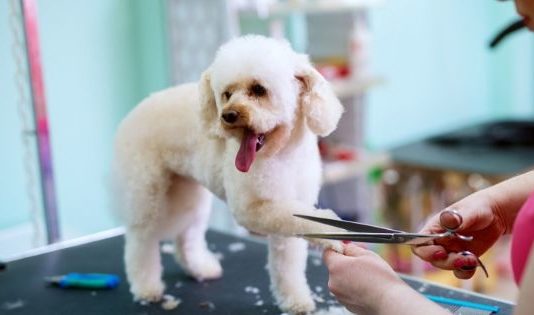 5 Reasons Why You Need To Hire A Dog Grooming Professional