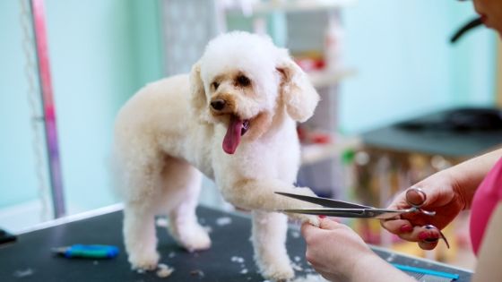 5 Reasons Why You Need To Hire A Dog Grooming Professional