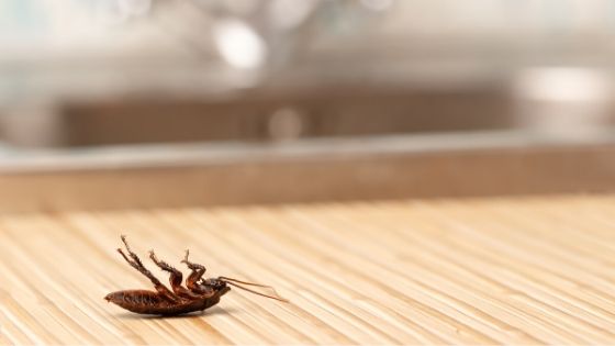 How To Get Rid Of Cockroaches From Home