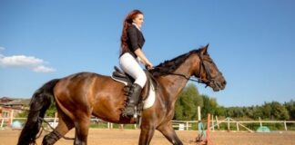 Finding The Right Online Equestrian Clothing And Boot Brands To Suit Your Style