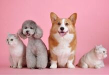 7 Tips for Taking Care of Your Pet