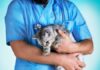 Animal Welfare - How to Keep Your Pet Safe