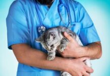 Animal Welfare - How to Keep Your Pet Safe