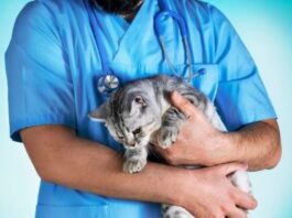 Animal Welfare - How to Keep Your Pet Safe