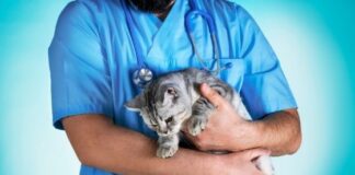 Animal Welfare - How to Keep Your Pet Safe