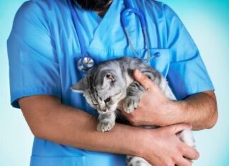 Animal Welfare - How to Keep Your Pet Safe