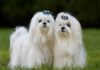 Understanding the Maltese Dog Breed