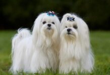 Understanding the Maltese Dog Breed