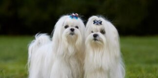 Understanding the Maltese Dog Breed