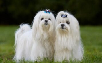 Understanding the Maltese Dog Breed