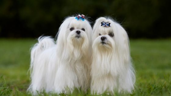 Understanding the Maltese Dog Breed