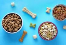 5 Tips in Choosing The Best Pet Food in Singapore