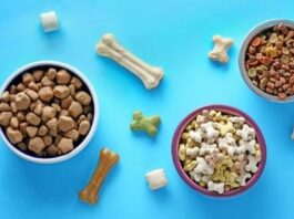 5 Tips in Choosing The Best Pet Food in Singapore