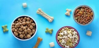 5 Tips in Choosing The Best Pet Food in Singapore