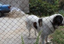 Keep Your Pet Dog Safe With a Cost-Effective Electric Fence
