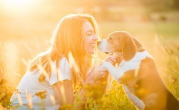 Steps to Improve Your Sporting Dogs Performance