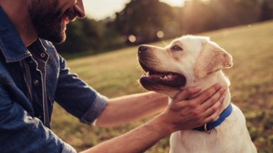 When Does a Dog Eat Poop and How to Deal with This Problem