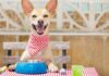 4 Reasons Why is Grain-Free Dog Food Better For Your Furry Friend