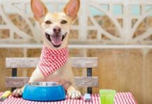 4 Reasons Why is Grain-Free Dog Food Better For Your Furry Friend