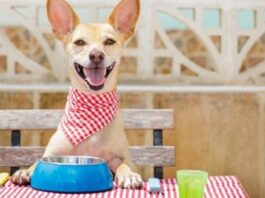 4 Reasons Why is Grain-Free Dog Food Better For Your Furry Friend