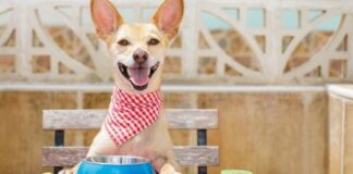 4 Reasons Why is Grain-Free Dog Food Better For Your Furry Friend