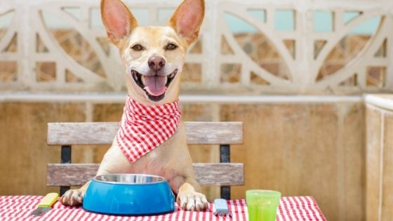 4 Reasons Why is Grain-Free Dog Food Better For Your Furry Friend