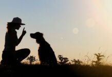 Key Reasons Why Training Your Dog is a Must