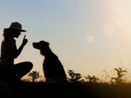 Key Reasons Why Training Your Dog is a Must
