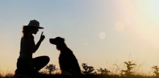 Key Reasons Why Training Your Dog is a Must