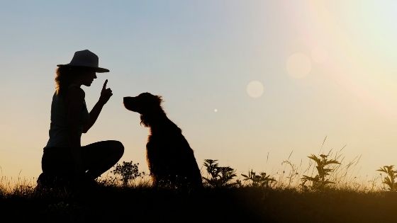 Key Reasons Why Training Your Dog is a Must