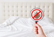 Interesting Facts About Bed Bugs