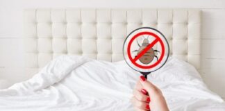 Interesting Facts About Bed Bugs