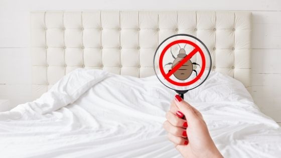 Interesting Facts About Bed Bugs