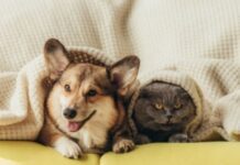 The Impact of Pets on Our Personal Lives